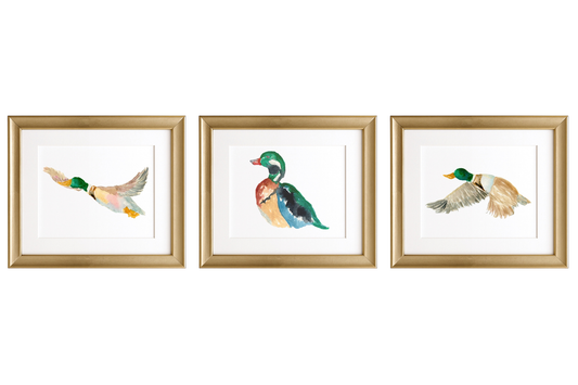 Mallards in Motion Watercolor Prints
